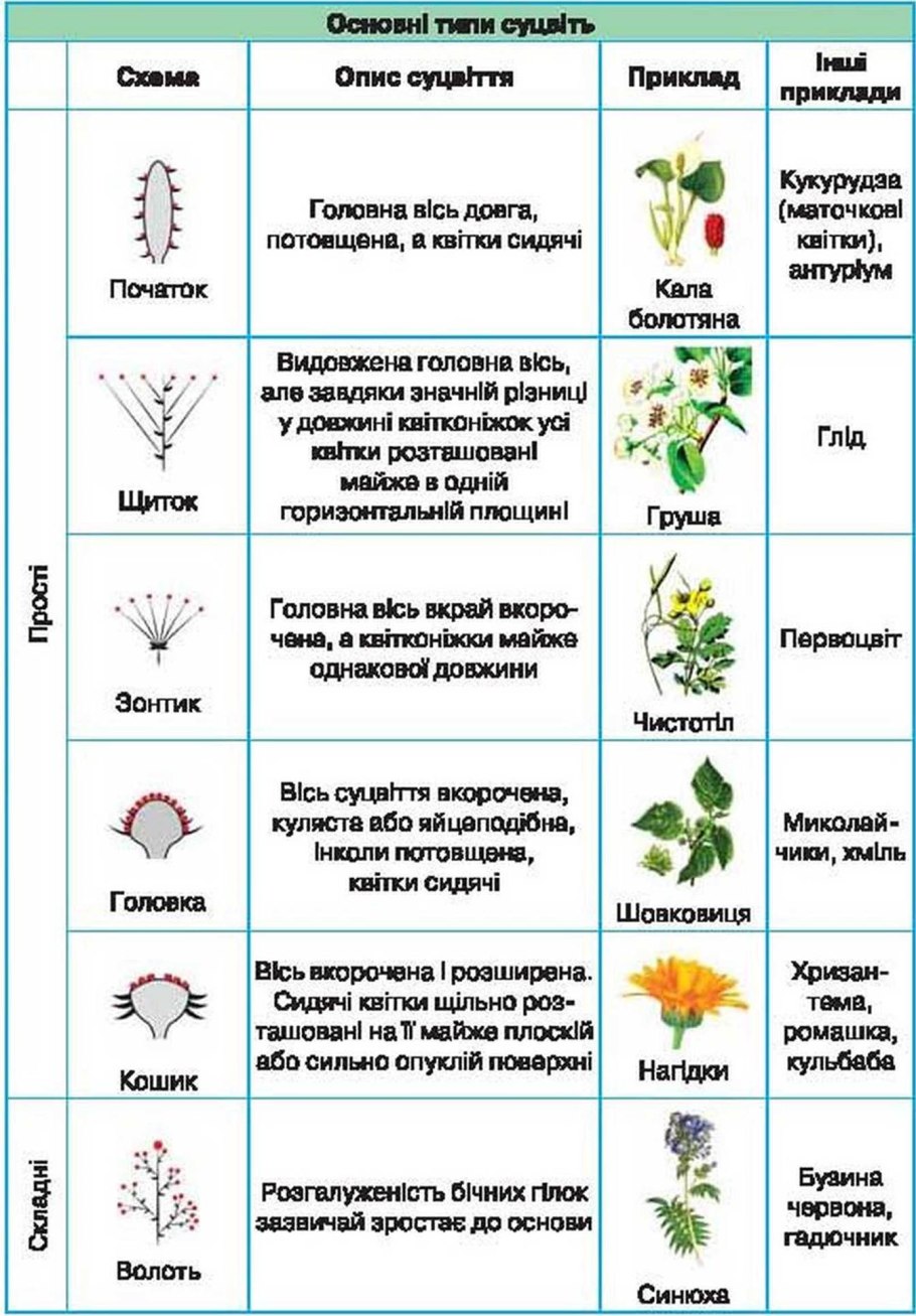 Изучив текст на с 45 выделите правила схематического изображения соцветий нарисуйте схему соцветия