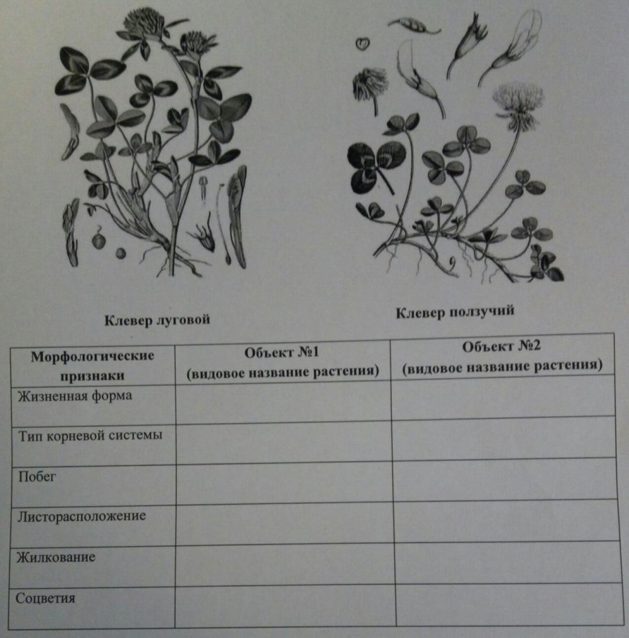 Фотосинтез 6 класс биология