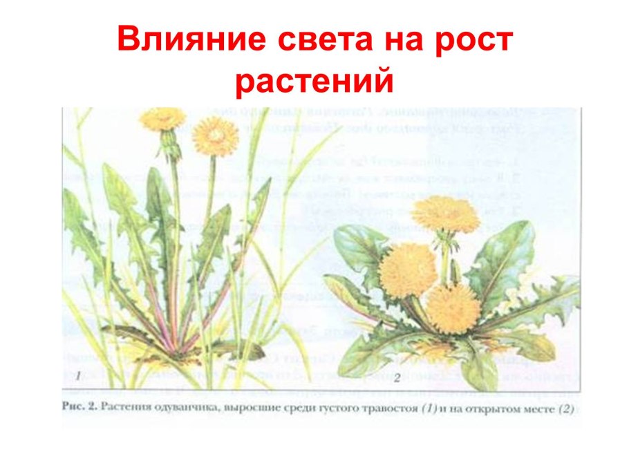 Одуванчик лекарственный схема