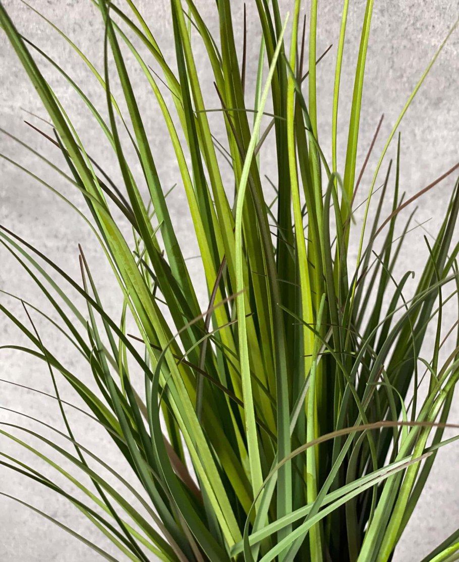 Осока бронзолистная