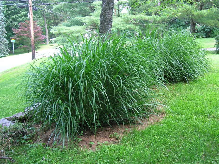 Мискантус вечнозеленый