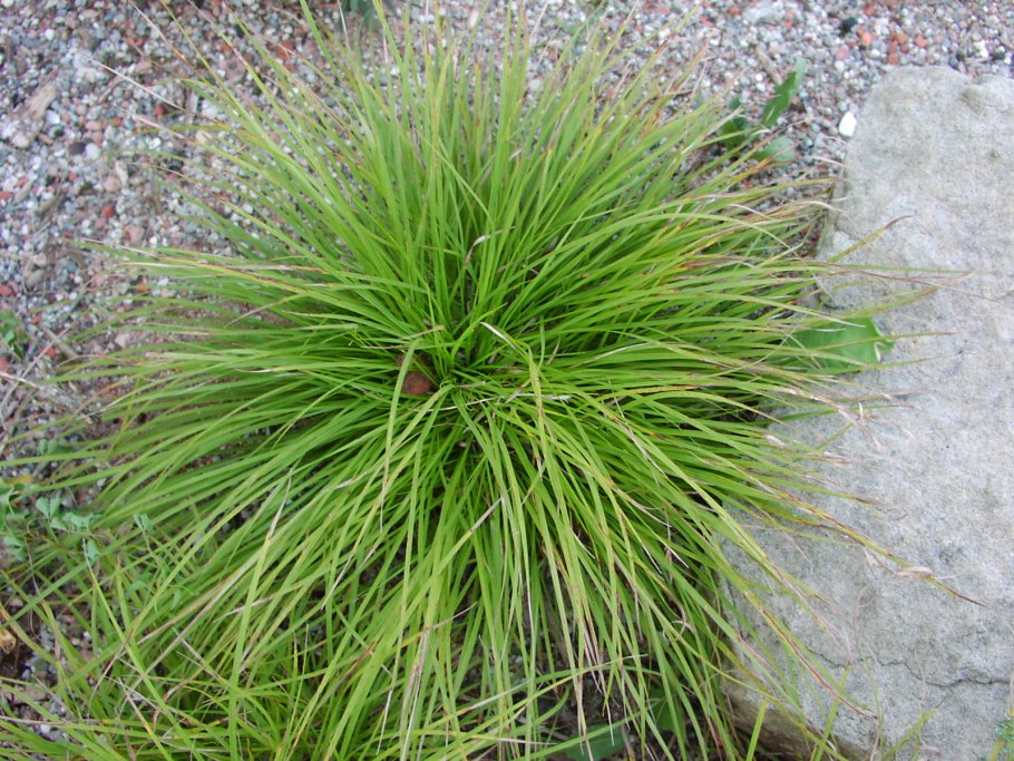 Осока Горная Carex Montana