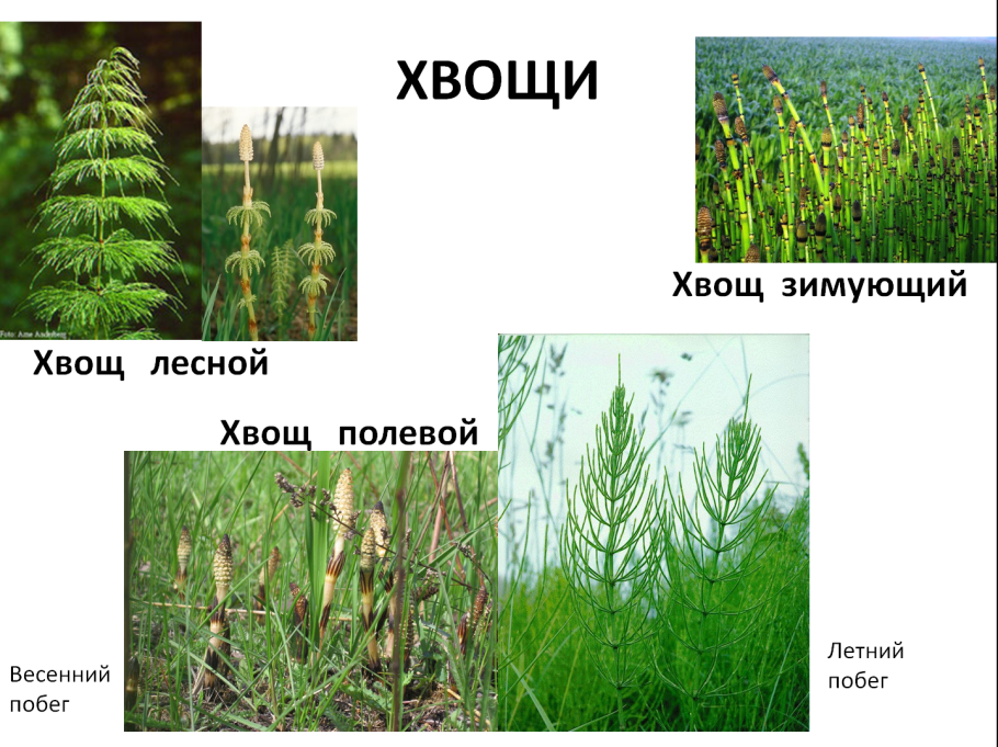 Систематика голосеменных растений