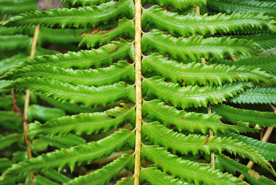 Жизненный цикл мха Кукушкин лен