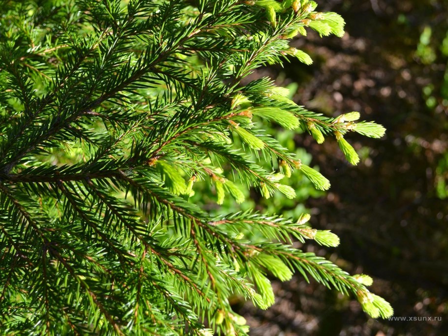 Марратия папоротник