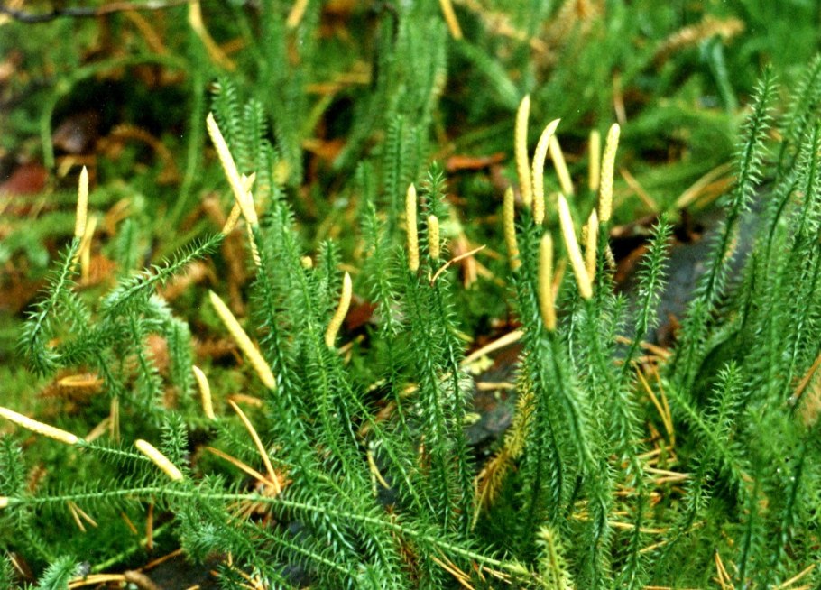 Деревья лиственные хвойные широколиственные