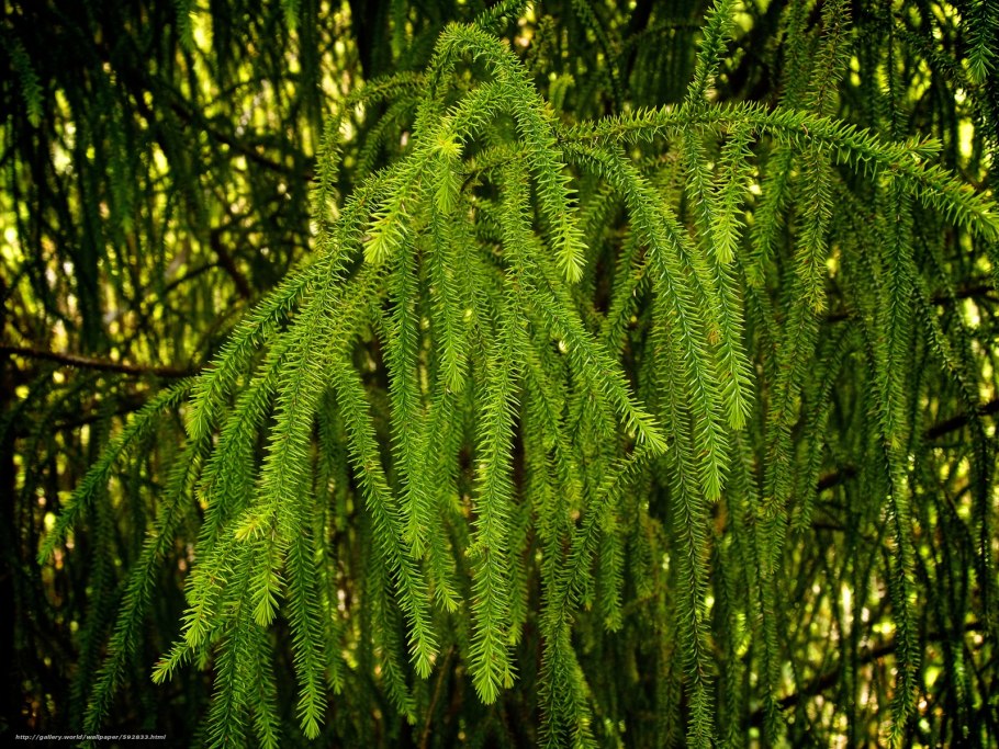 Веточка лиственного и хвойного