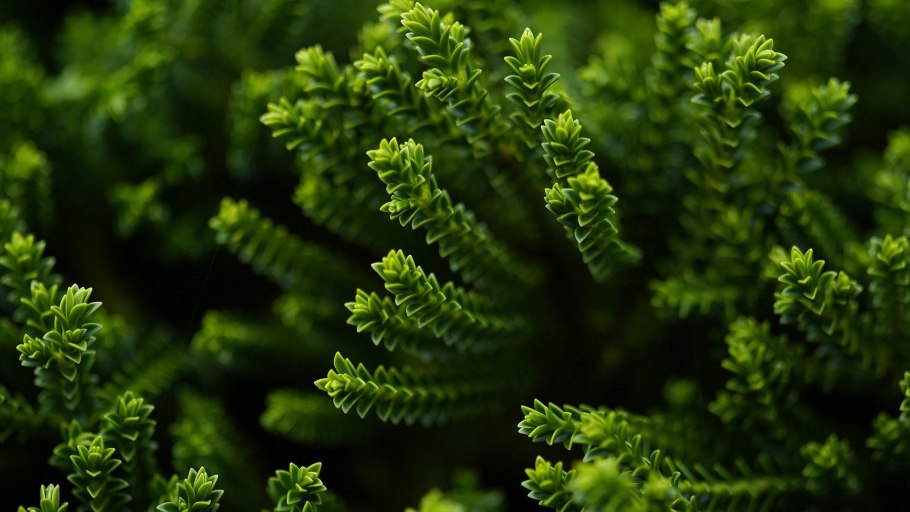 Щитовник Лесной мох