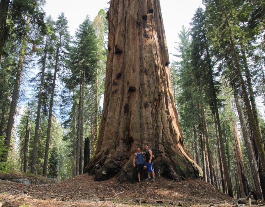 Секвойя (Sequoia sempervirens)