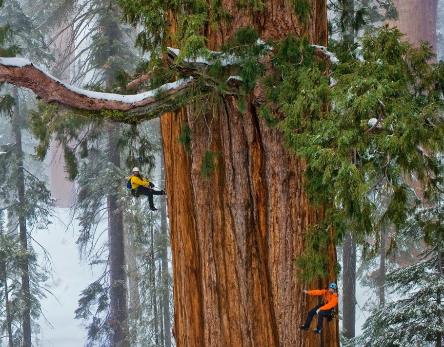 Секвойя Мамонтово дерево