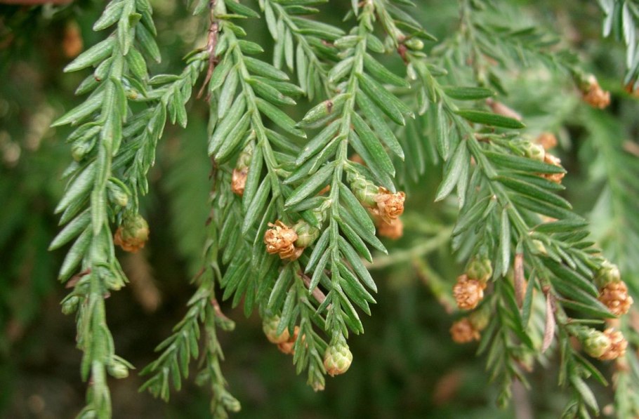 Секвойя дерево