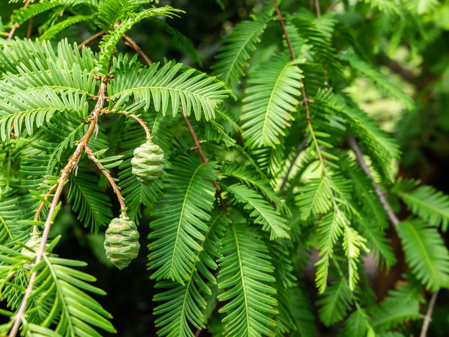 Национальный парк Секвойя США