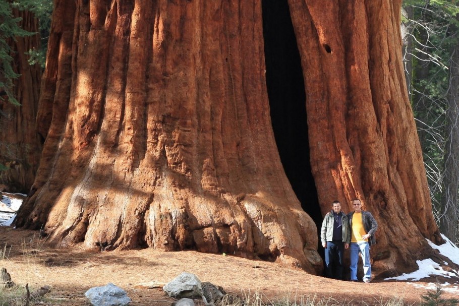 Секвойя вечнозелёная Sequoia sempervirens