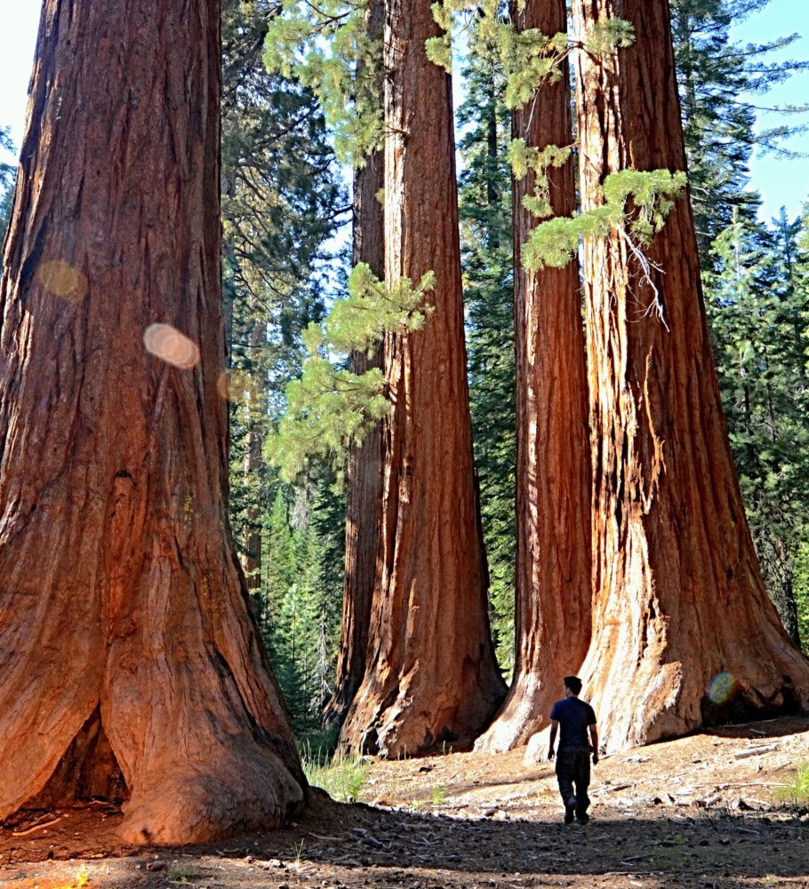 Секвойя 115 метров