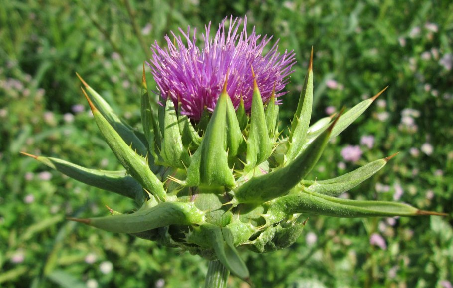 Растение татарник колючий