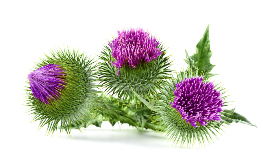 Вистерра лопух