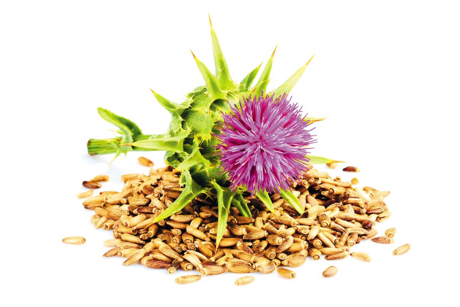 Чертополох ГИСАНЕ