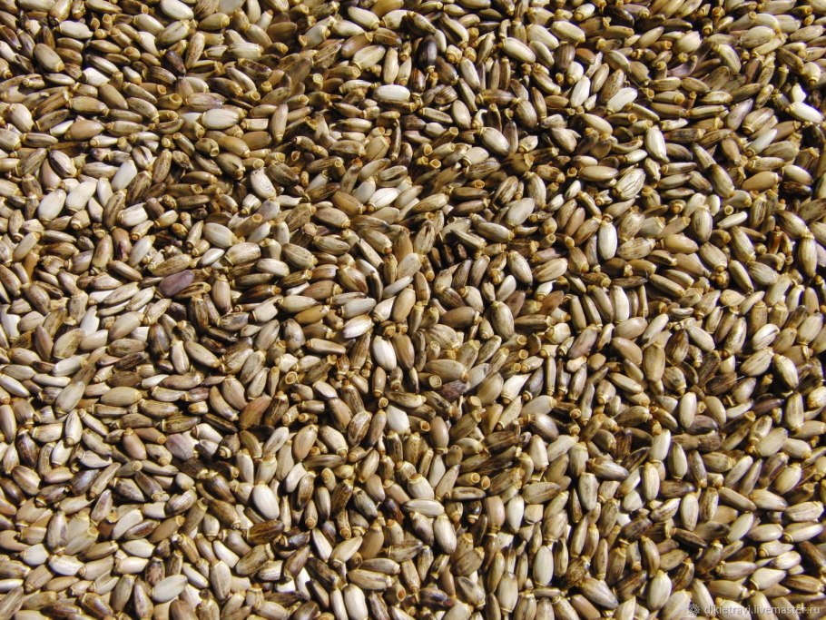 Биологически активная добавка к пищи расторопша