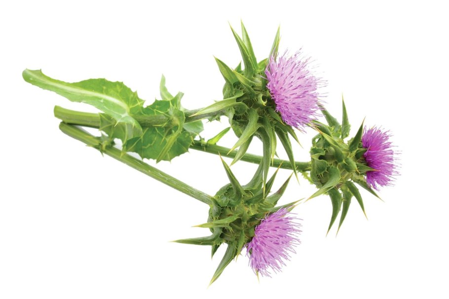 Расторопша цветок на белом фоне