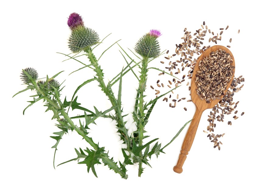 Чертополох и репейник