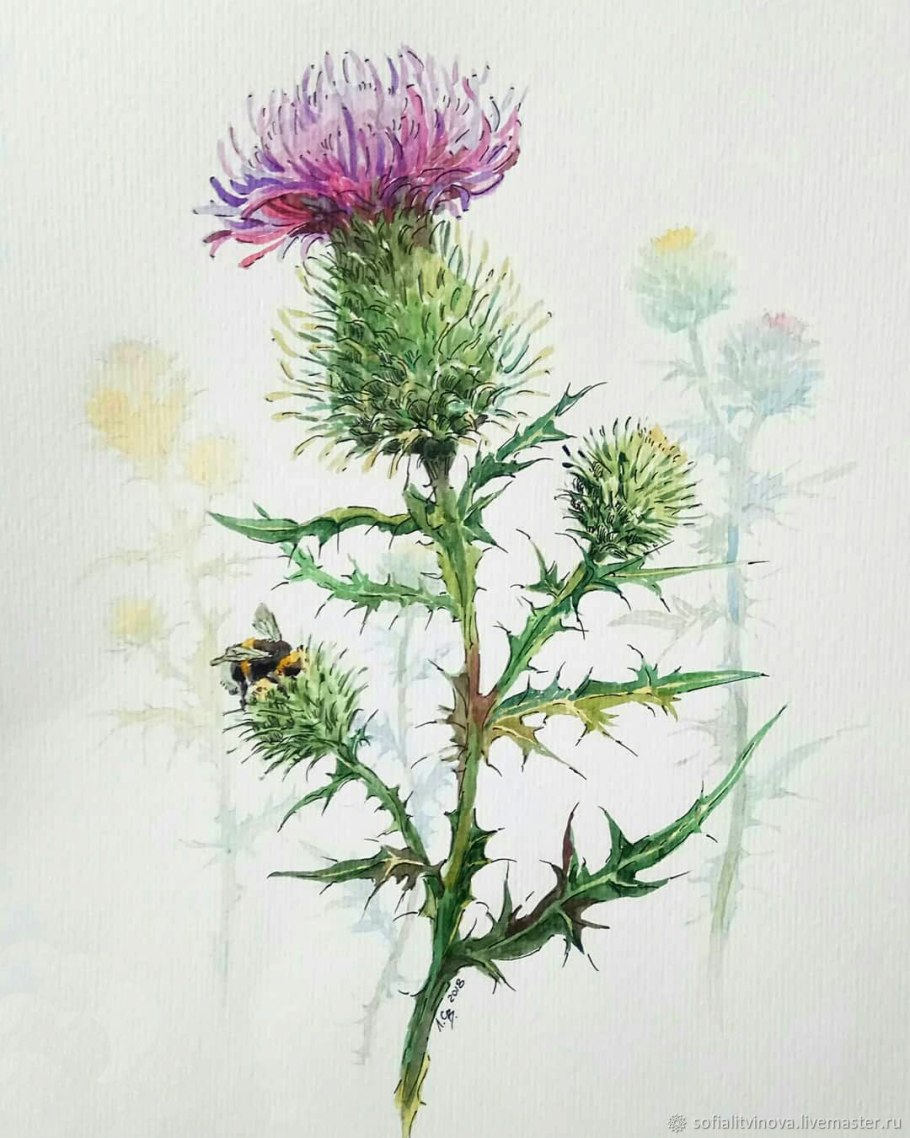 Чертополох ботаника