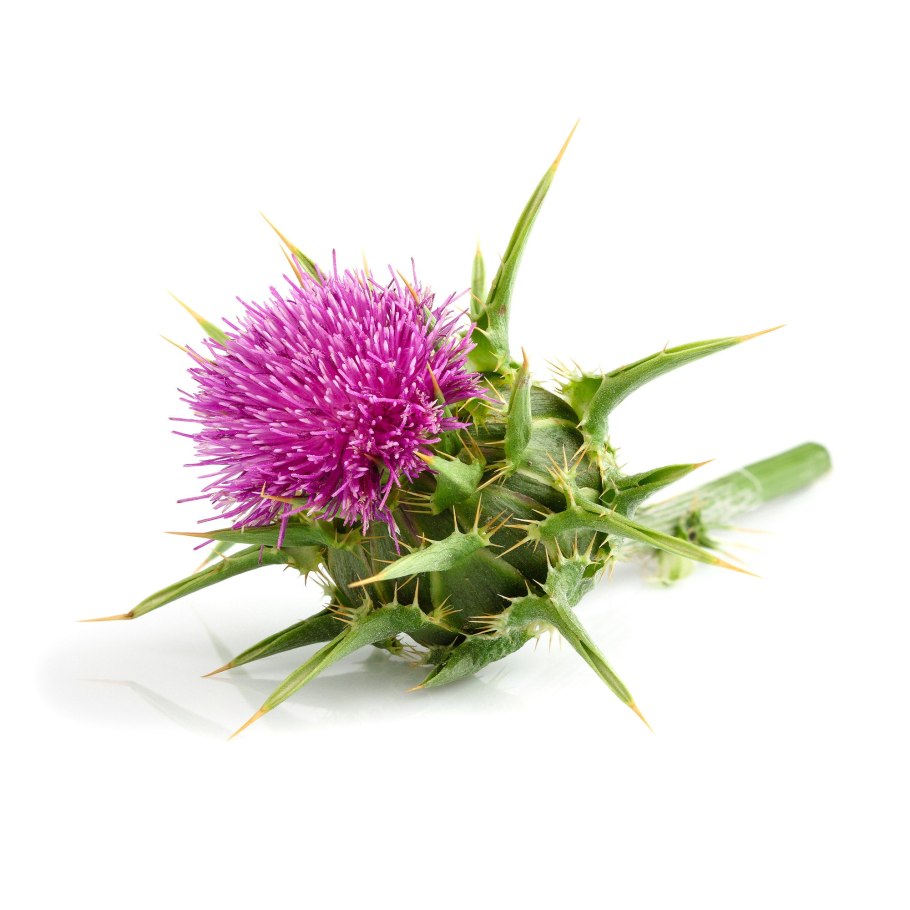 Расторопша чертополох татарник