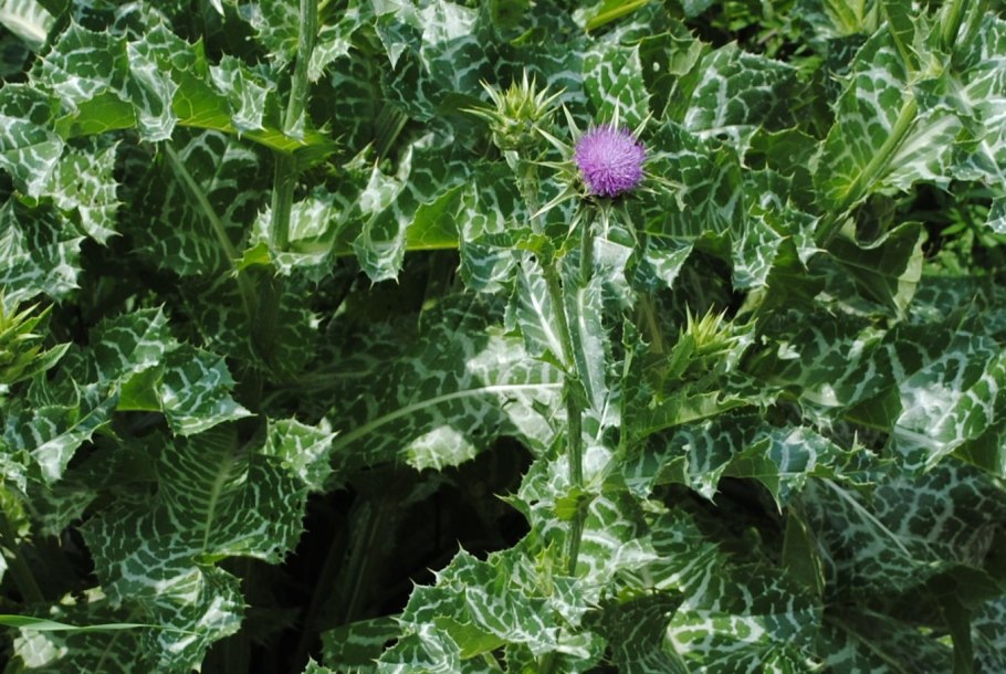 Расторопша на белом фоне