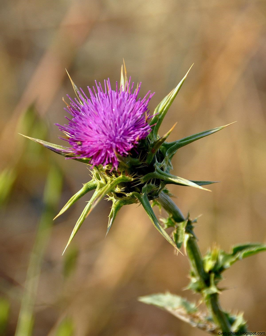 Татарник семена