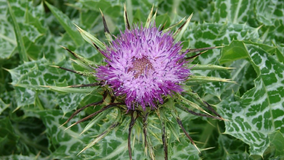 Расторопша пятнистая панацея