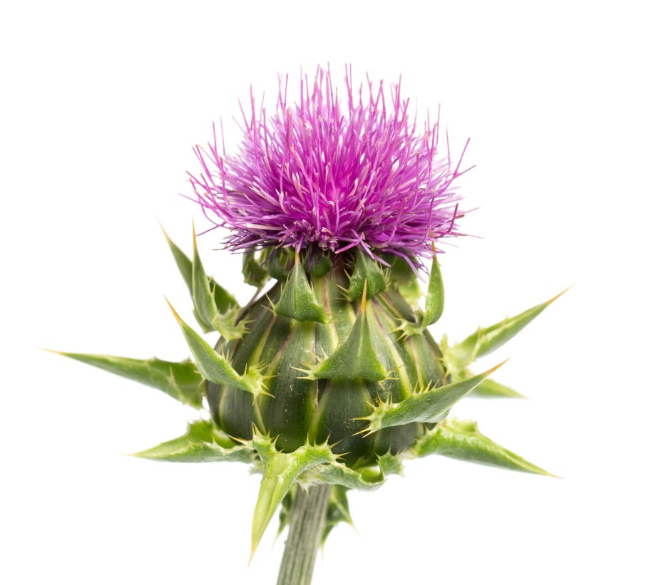 Чертополох (репей колючий)