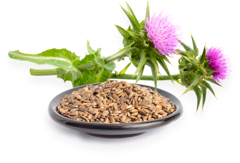 Чертополох ГИСАНЕ