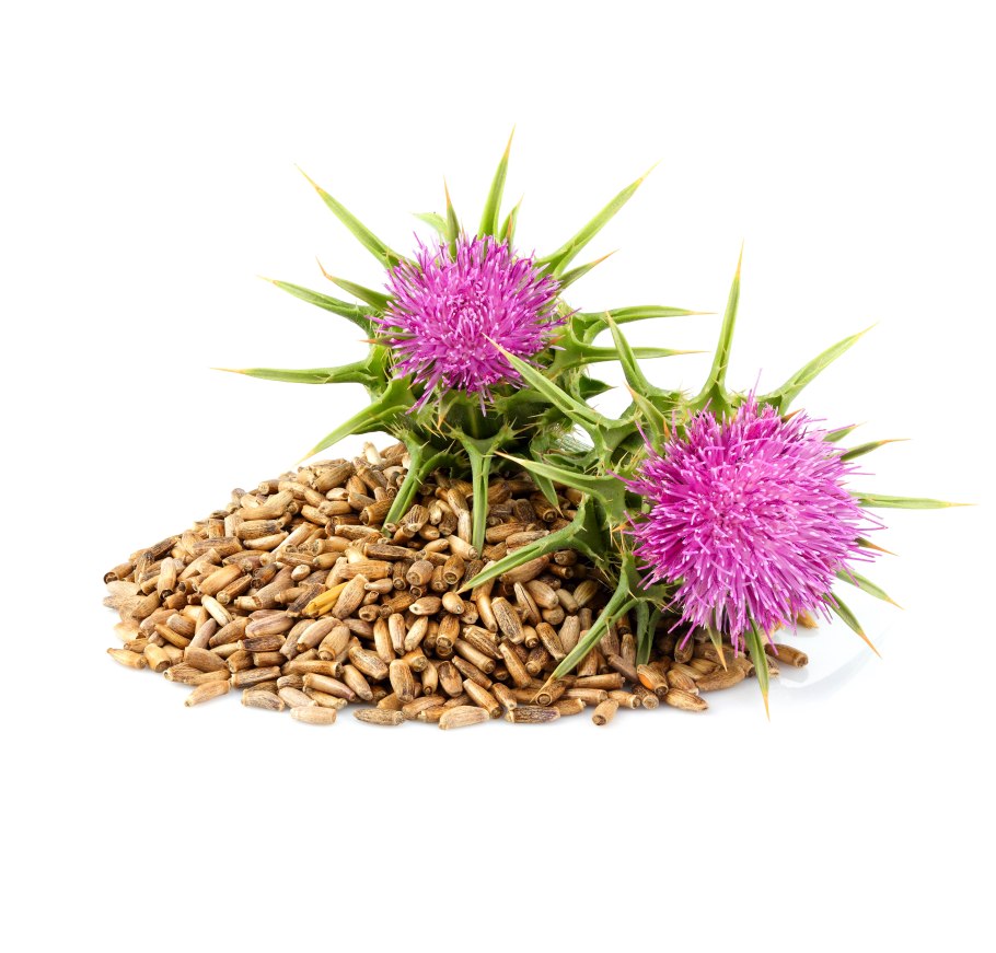 Фармакогнозия расторопши