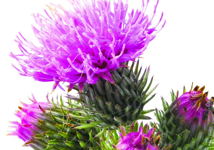 Chardon Marie расторопша фото и видео