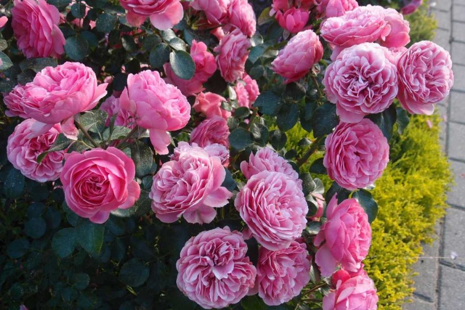 Роза флорибунда Leonardo da Vinci