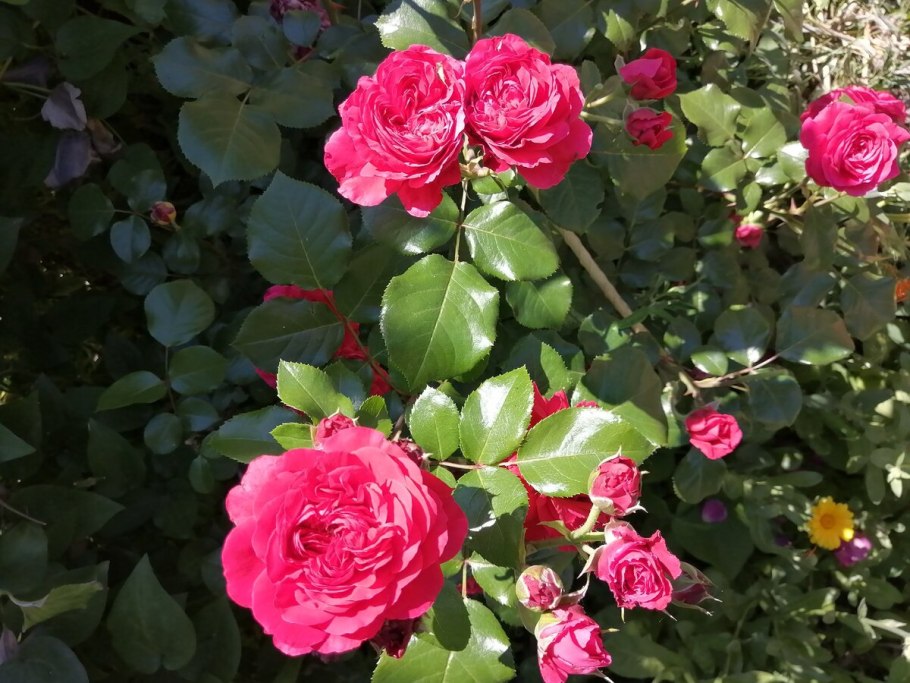 Роза Leonardo-da-Vinci