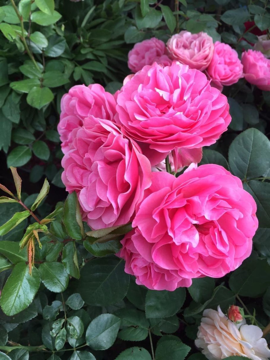 Роза Leonardo-da-Vinci