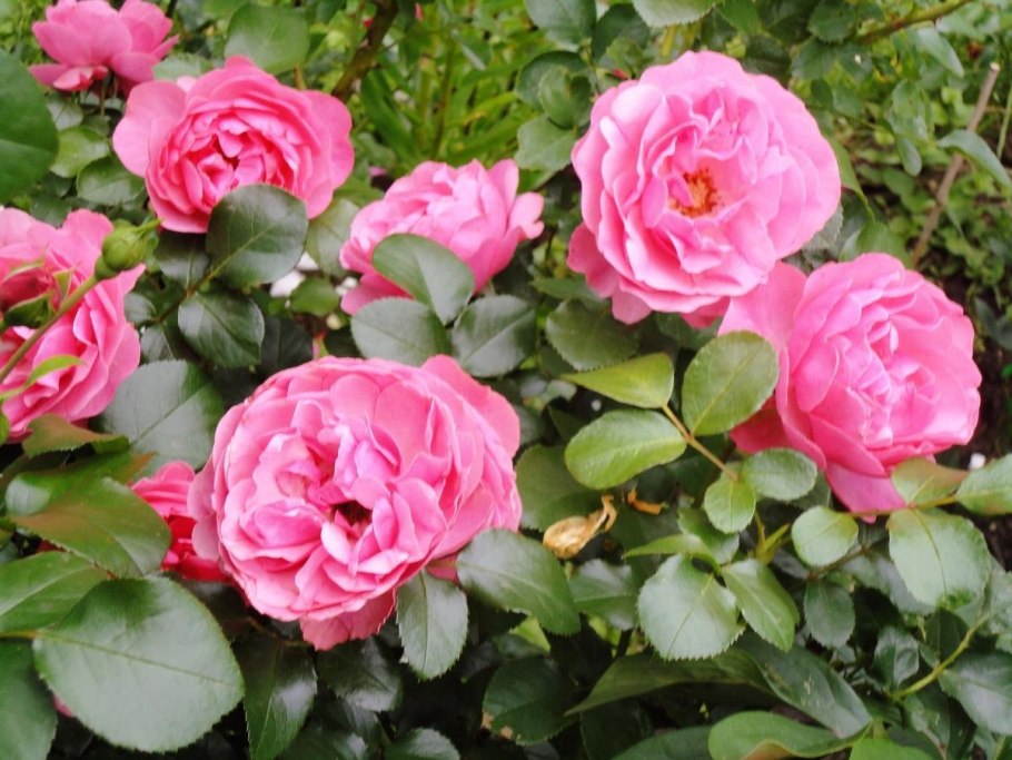 Роза сорт Леонардо да Винчи