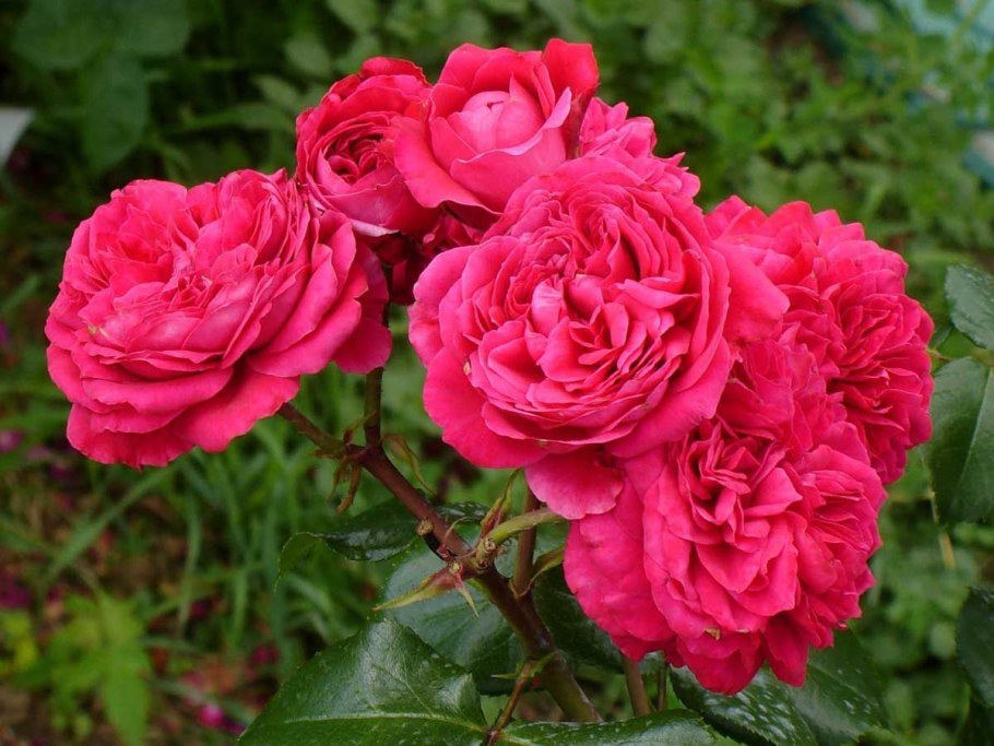 Роща флоребунда Леонардо да Винчи