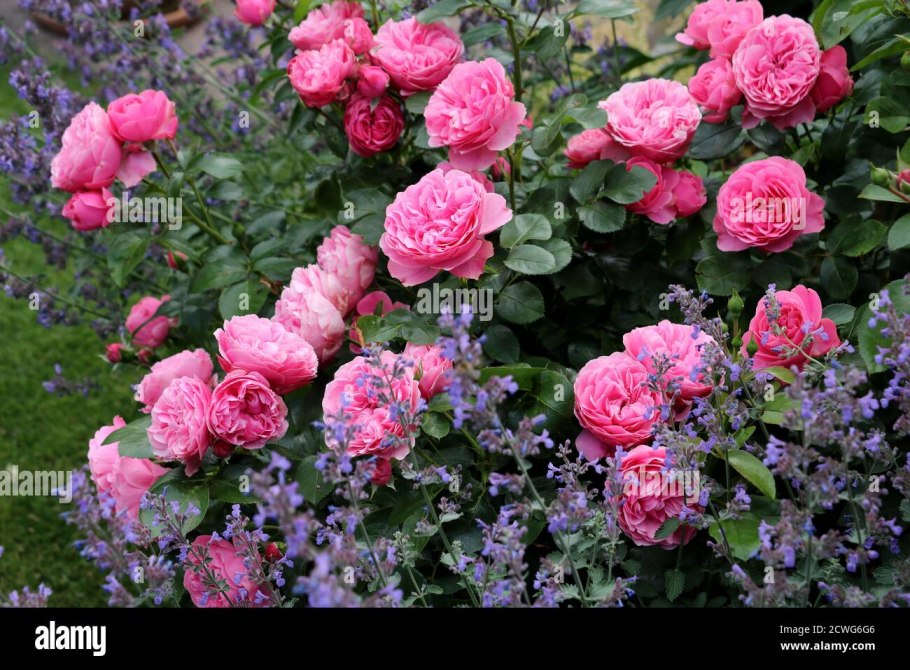 Роза Leonardo-da-Vinci