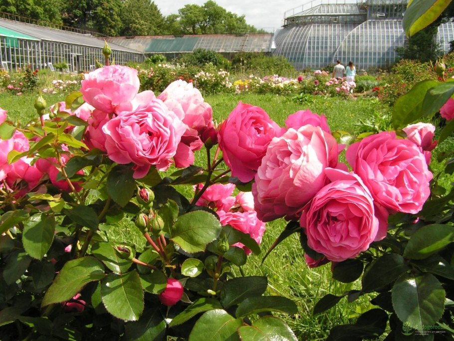 Роза Леонардо Винчи