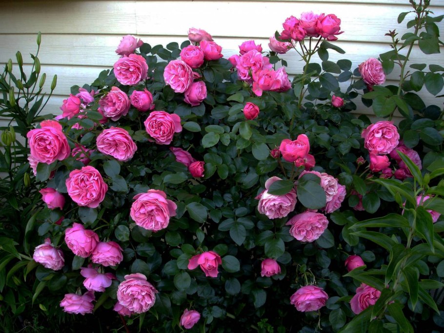 Флорибунда ред Леонардо да Винчи