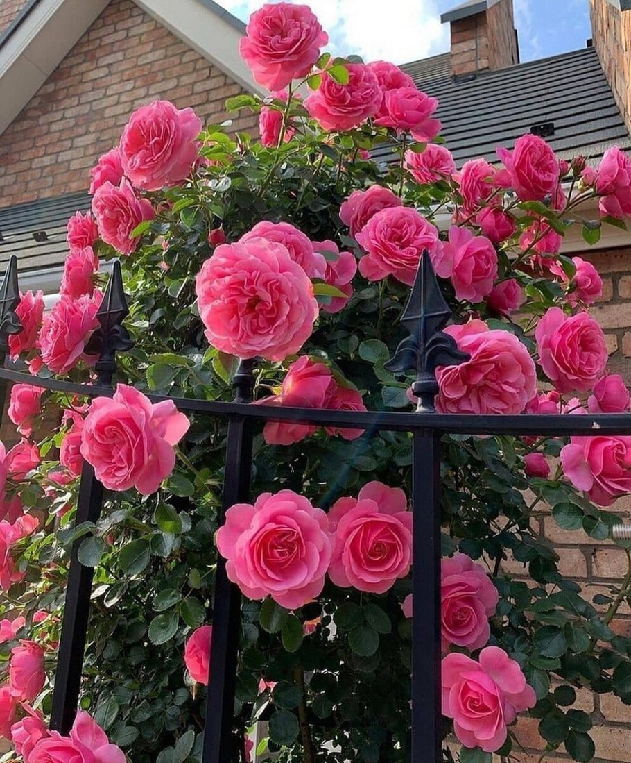 Роза сорт Леонардо да Винчи