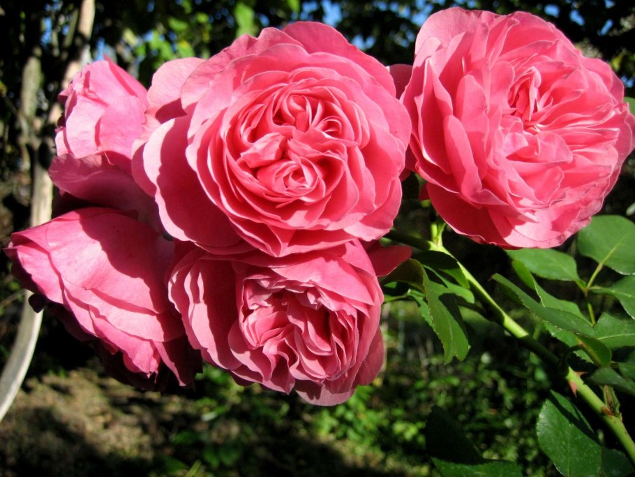 Роза Leonardo-da-Vinci