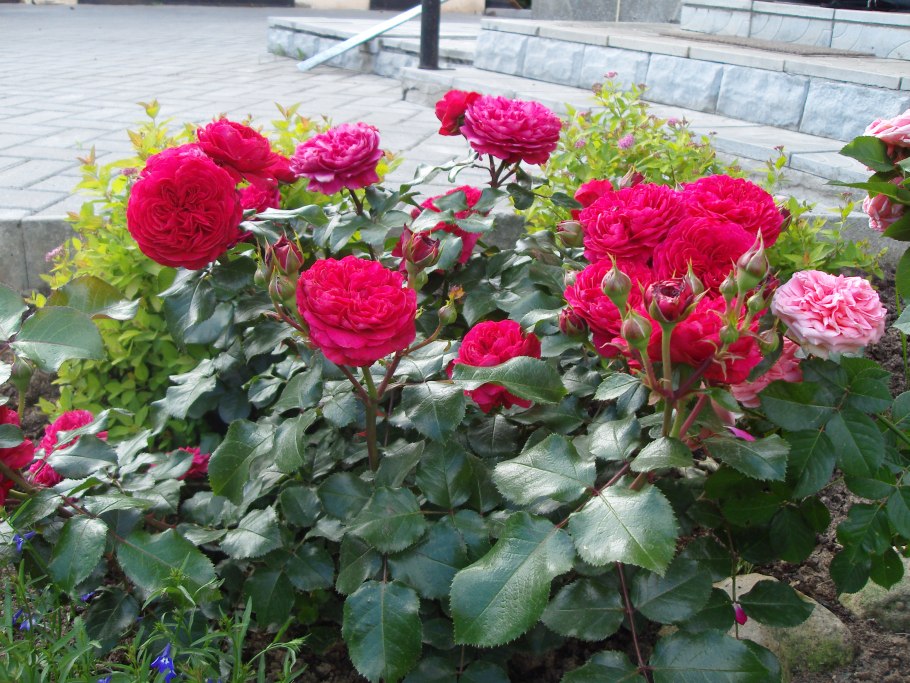 Роза Леонардо да Винчи чайно гибридная