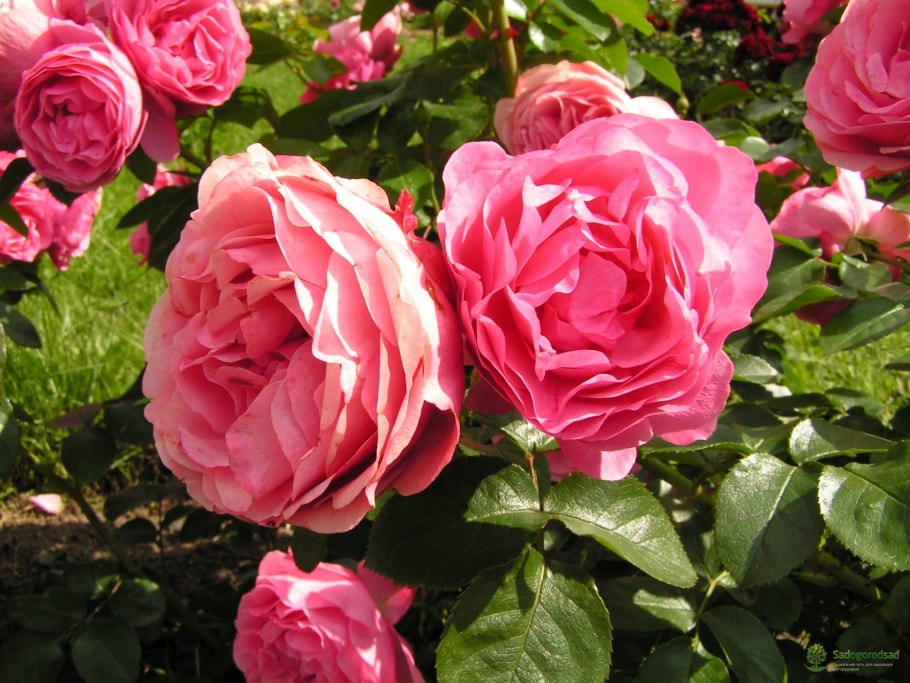 Роза ред Леонардо Давинчи