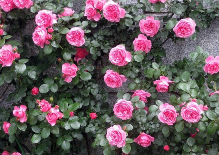 Роза Leonardo-da-Vinci