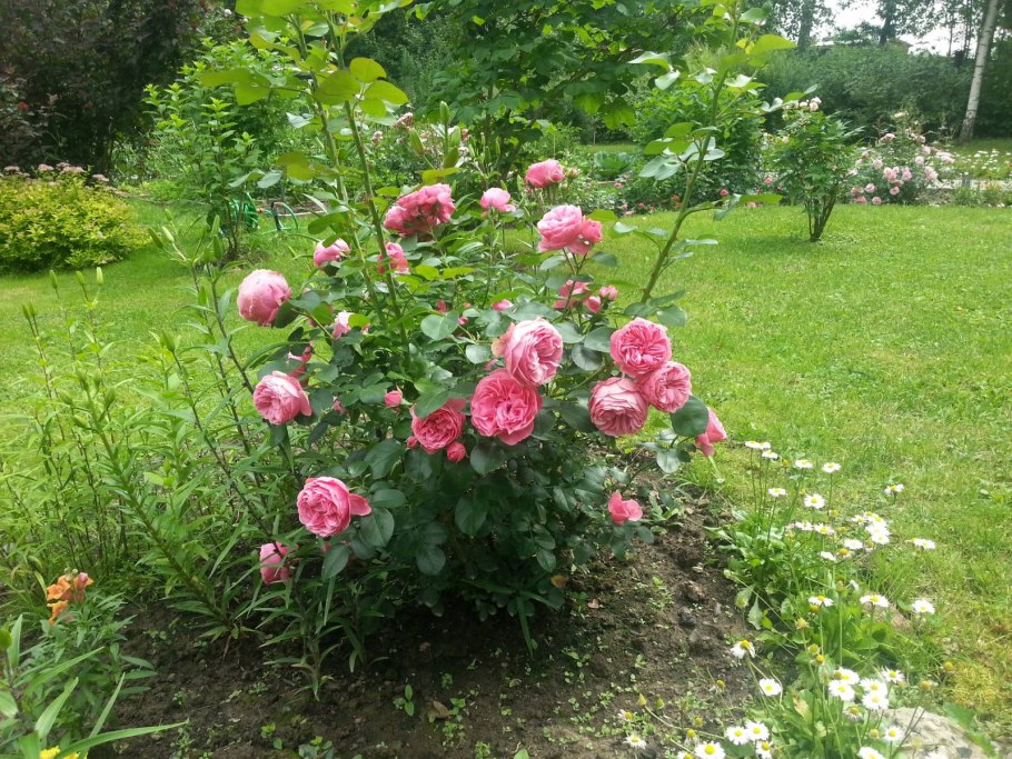 Роза Леонардо да Винчи на штамбе