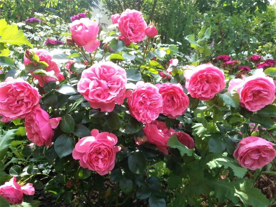 Флорибунда ред Леонардо