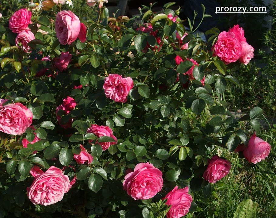 Роза Леонардо Винчи разный цвет