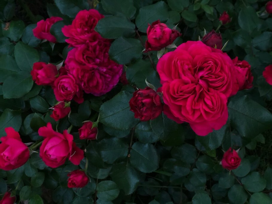 Роза Леонардо да Винчи селекция